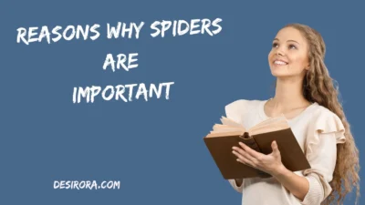 Reasons Why Spiders Are Important