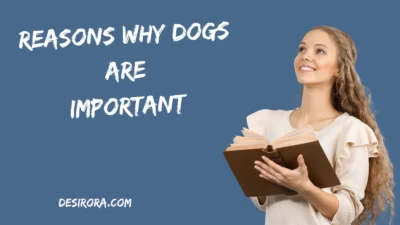 Reasons Why Dogs Are Important